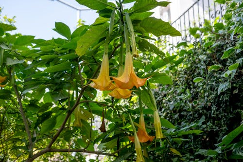 Kostnadsfri bild av blommor, blomning, gyllene änglar trumpeter