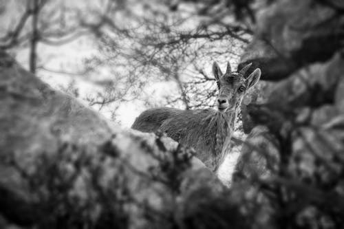 A black and white photo of a deer in the woods