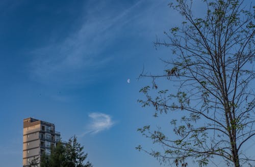 Foto d'estoc gratuïta de arbre, bloc de pisos, fase lunar