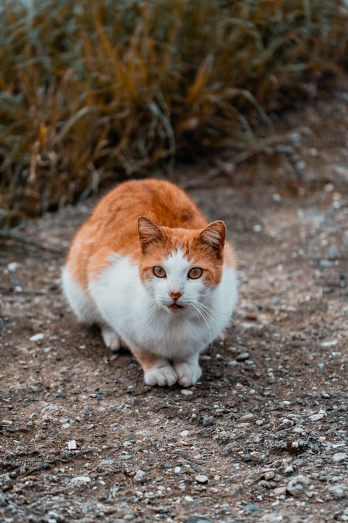 A white and orange cat sitting on the ground