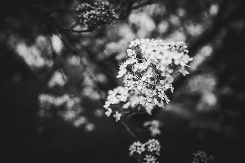 Foto d'estoc gratuïta de blanc i negre, branca, florint