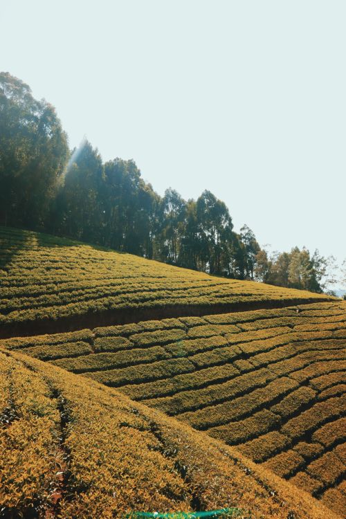 Free Beautiful hillside tea plantation on a sunny day, capturing rural serenity and lush greenery. Stock Photo