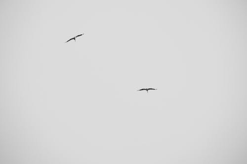 Kostenloses Stock Foto zu birds_flying, bnw, familie