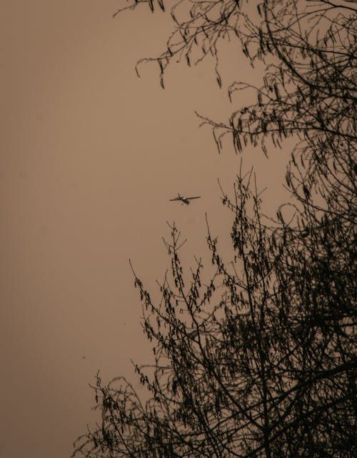 Kostenloses Stock Foto zu fliegen, flugzeug, himmel