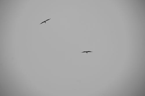 Kostenloses Stock Foto zu birds_flying, bnw, familie