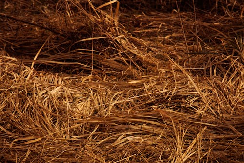 Free stock photo of golden, golden hour, grass