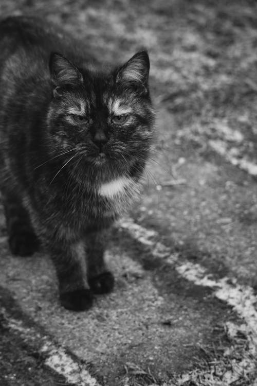 A black and white photo of a cat