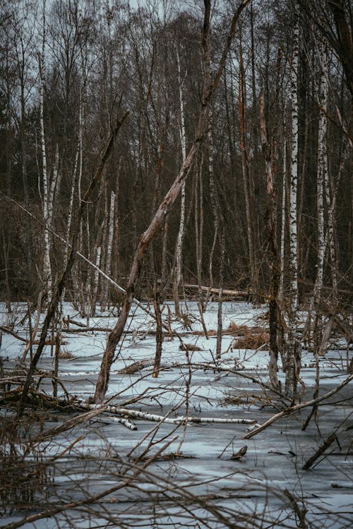 A frozen pond in the woods with dead trees