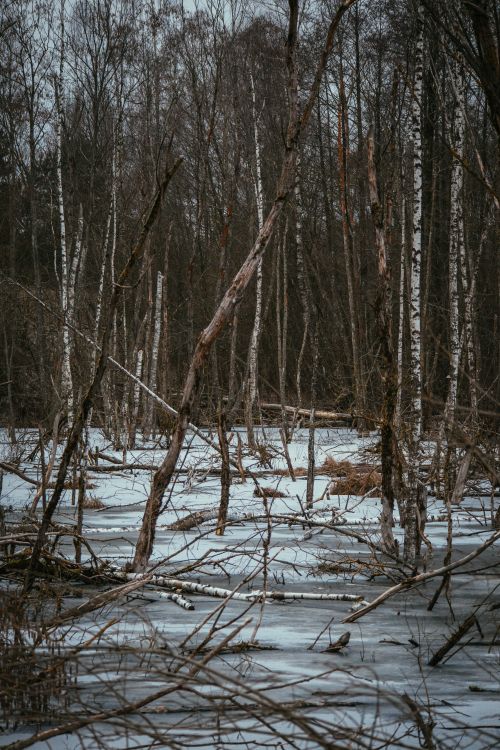 Free A serene winter scene capturing a frozen swamp surrounded by bare trees in a forest. Stock Photo