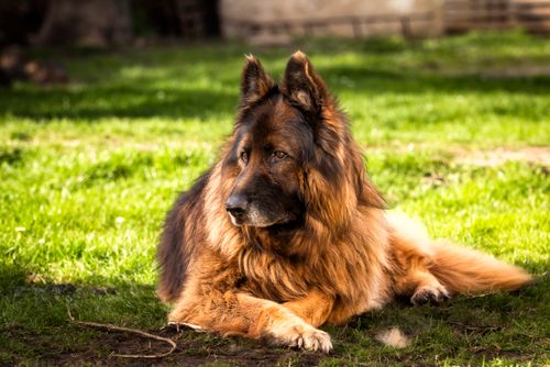 Free A beautiful long-haired German Shepherd dog lies on green grass in a sunlit park, exuding calm and grace. Stock Photo
