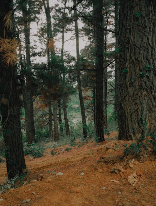 A person walking through a forest with trees