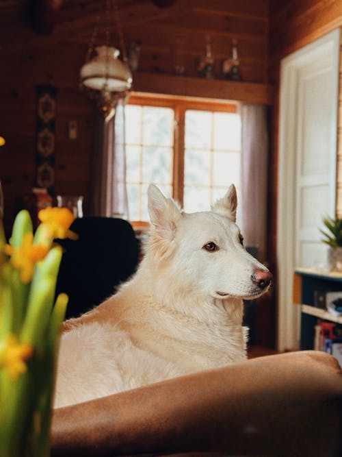 A white dog sitting on a couch in front of a window