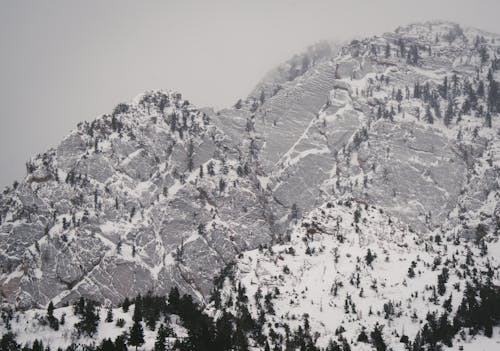 Foto d'estoc gratuïta de arbres, blanc i negre, bosc