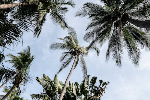 低角度的棕榈树的照片