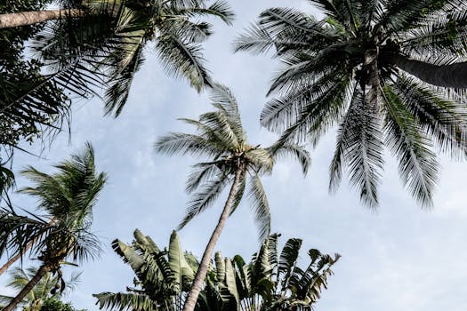 低角度拍摄郁郁葱葱的热带棕榈树，背景清晰，透出夏日气息