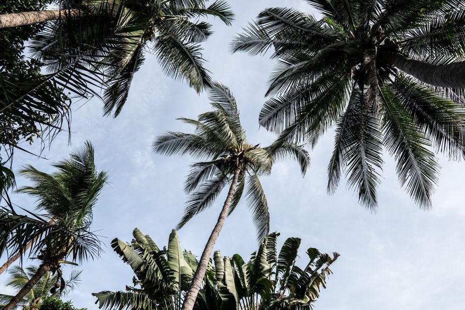 Low angle view of lush tropical palm trees with a clear blue sky background, conveying a sense of summer.