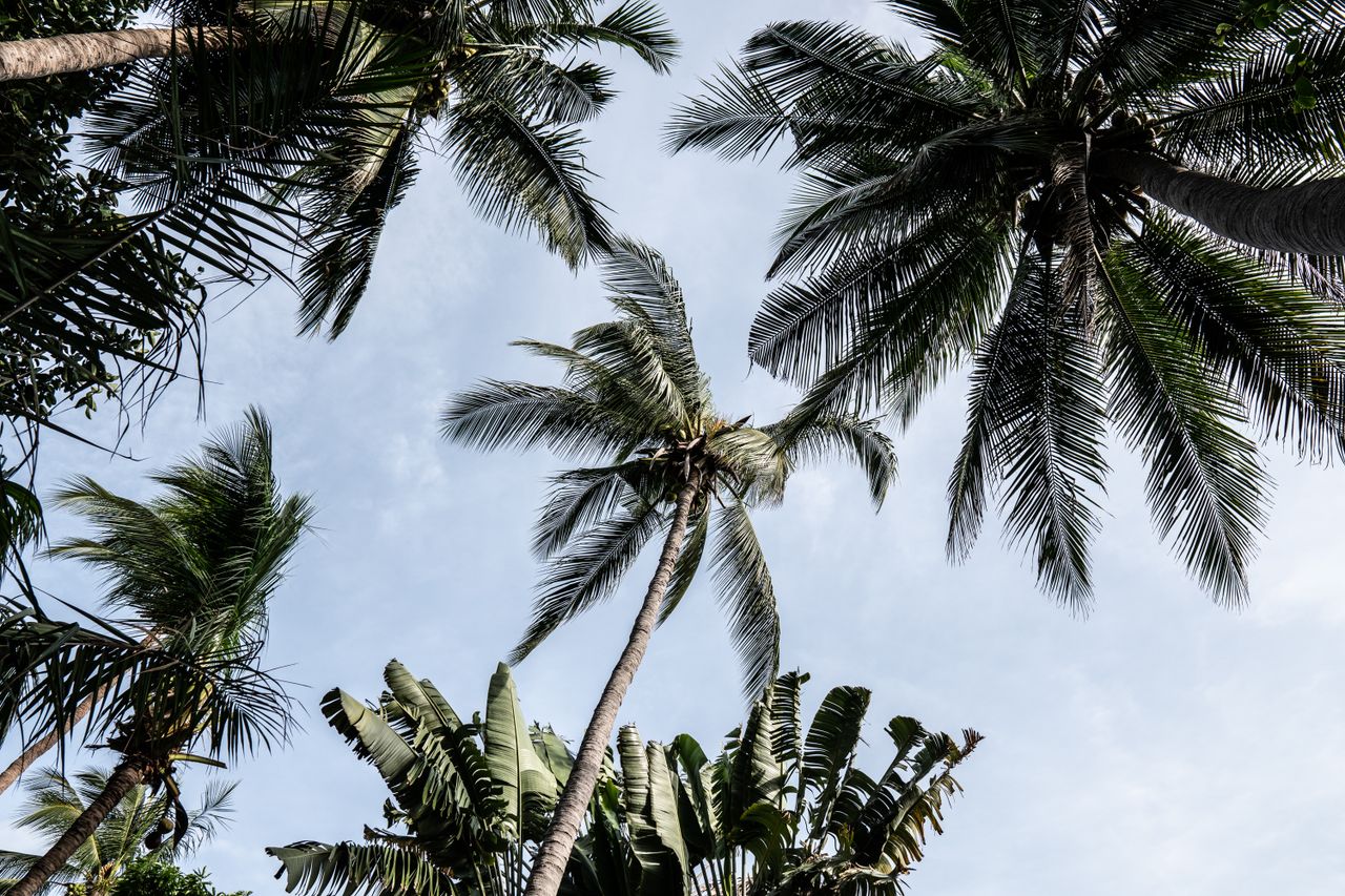 low angle view of lush tropical palm trees with a clear blue sky backg