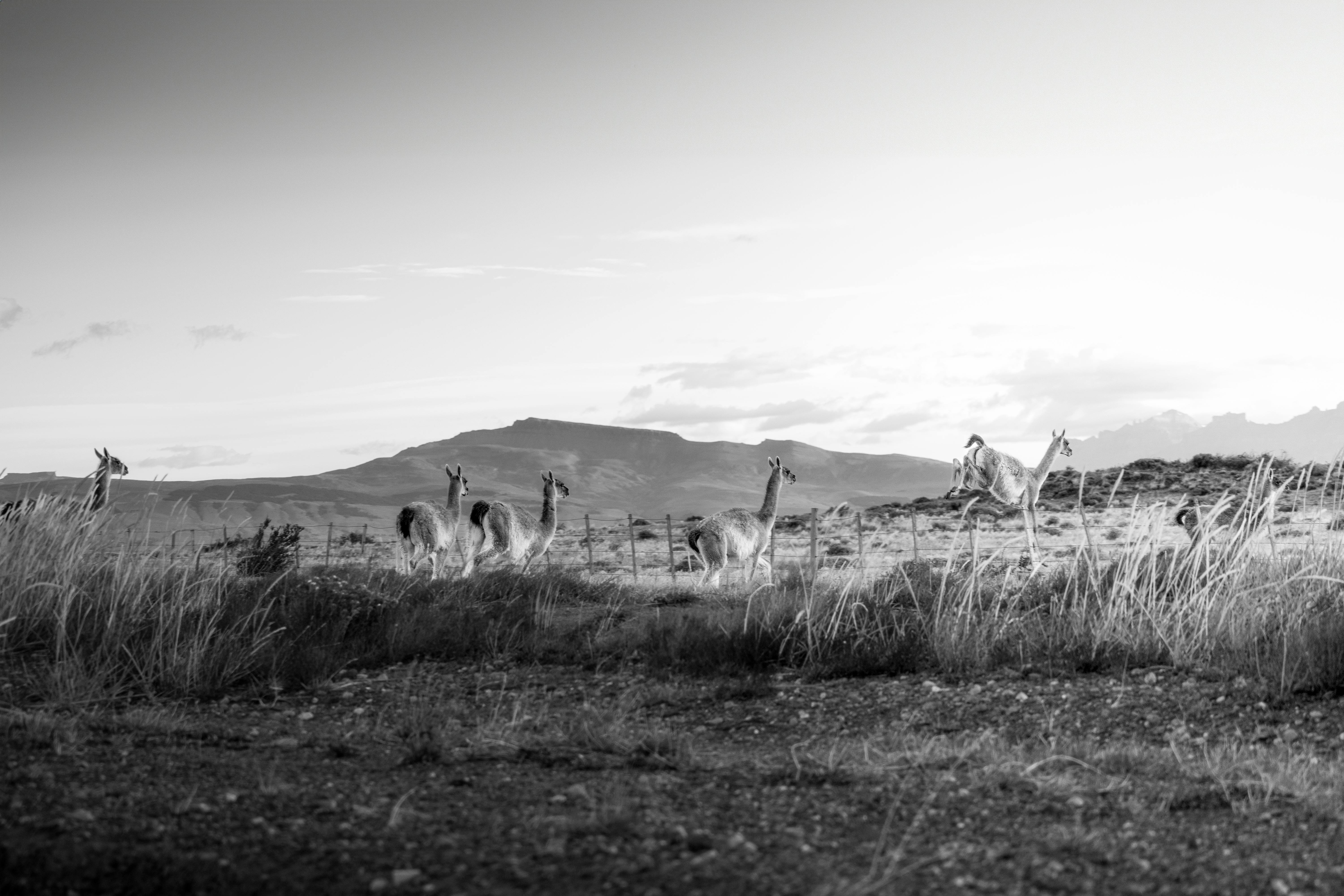 Monochrome image of guanacos in Puerto Natales, Chile, showcasing rural Patagonian wilderness.