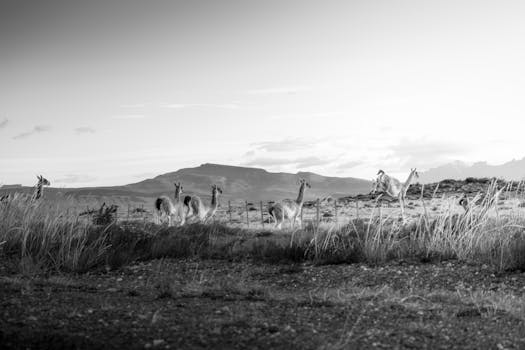 Monochrome image of guanacos in Puerto Natales, Chile, showcasing rural Patagonian wilderness.