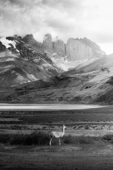 Black and white photo of a wild guanaco standing in front of the Torres del Paine mountains in Chile.