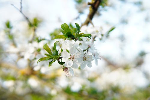 Безкоштовне стокове фото на тему «білий, весна, відділення»