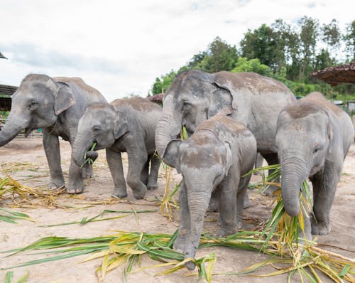 Foto stok gratis gajah