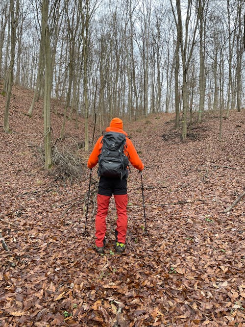 A person with a backpack and hiking poles walking through a forest