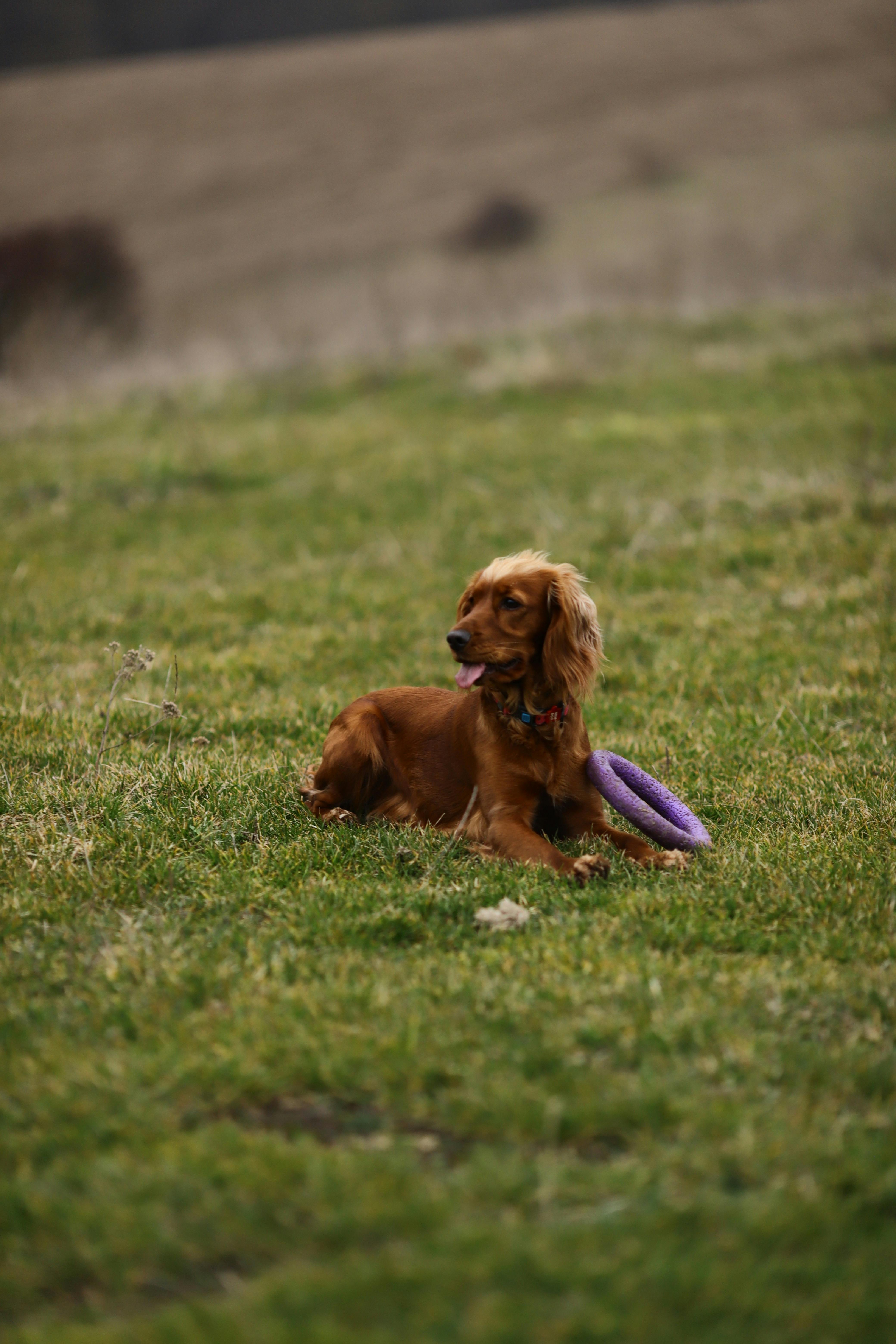 Brown setter dog lying with a purple ring toy in an open green field during day.