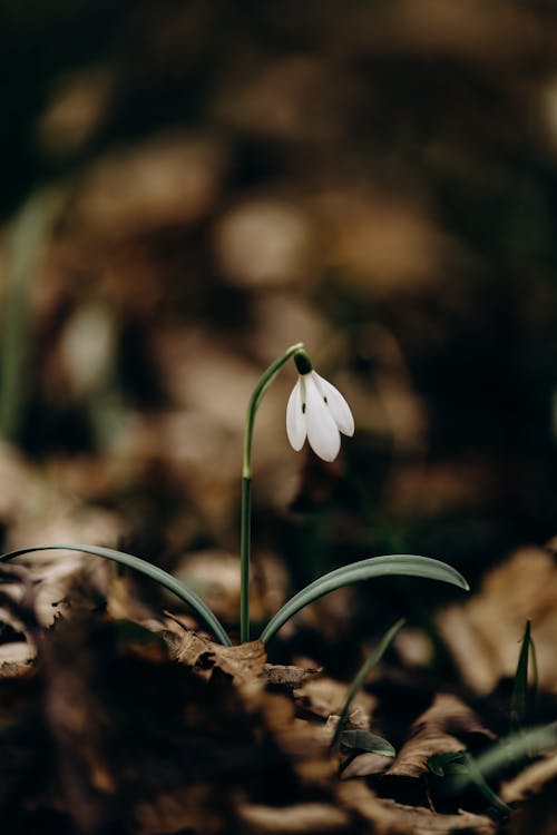 Fotobanka s bezplatnými fotkami na tému flóra, fotografie zvierat žijúcich vo voľnej prírode, jar