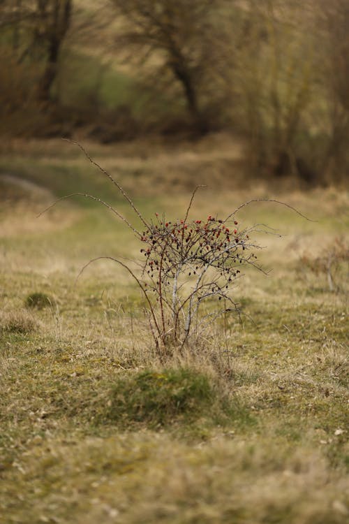 A lone tree in a field with a bird in the air