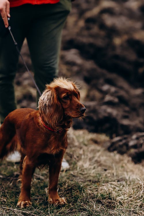 A dog is standing on a leash in front of a person