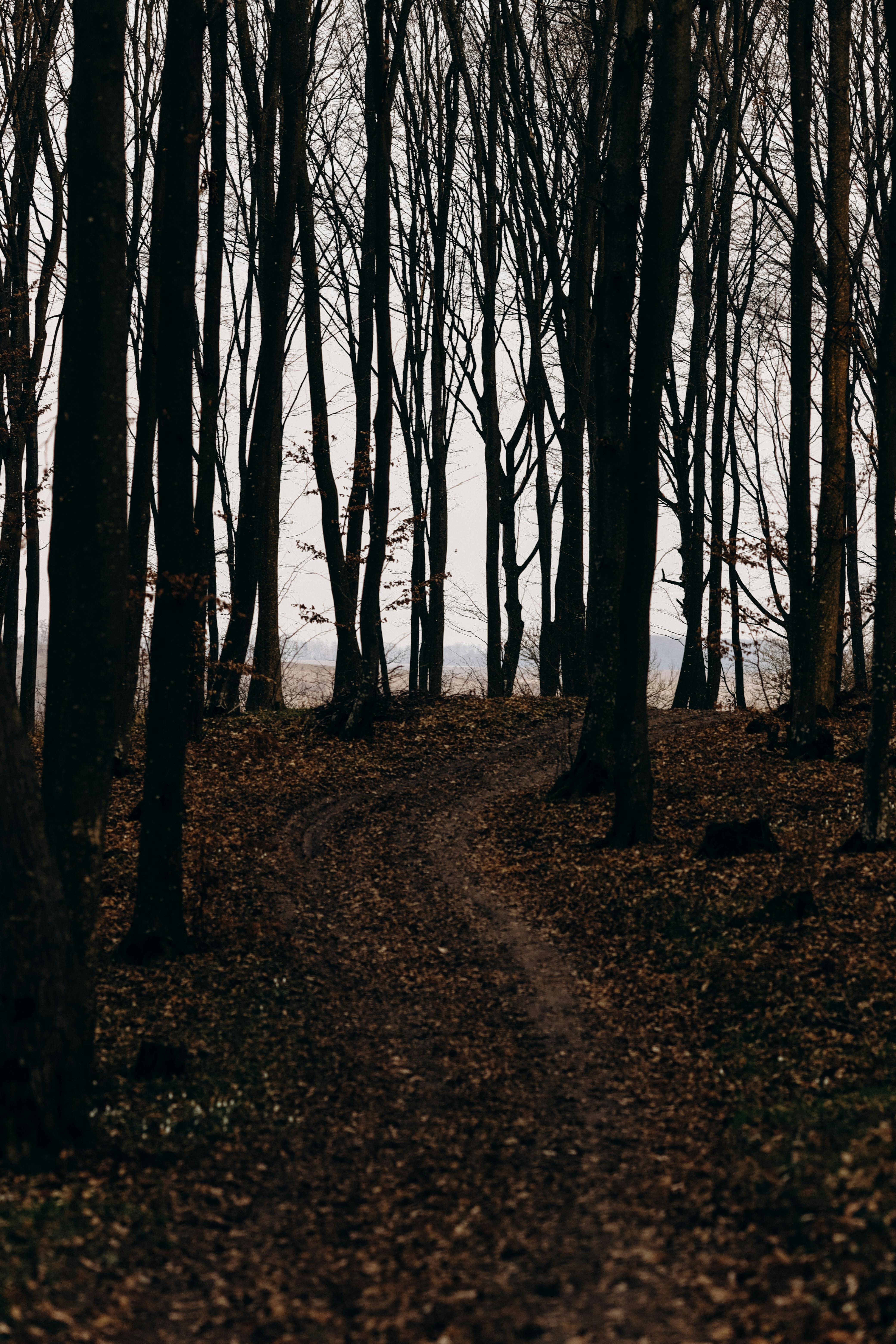 A tranquil autumn path winding through a forest of tall, bare trees with fallen leaves.