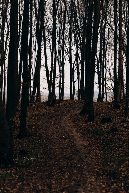 A tranquil autumn path winding through a forest of tall, bare trees with fallen leaves.