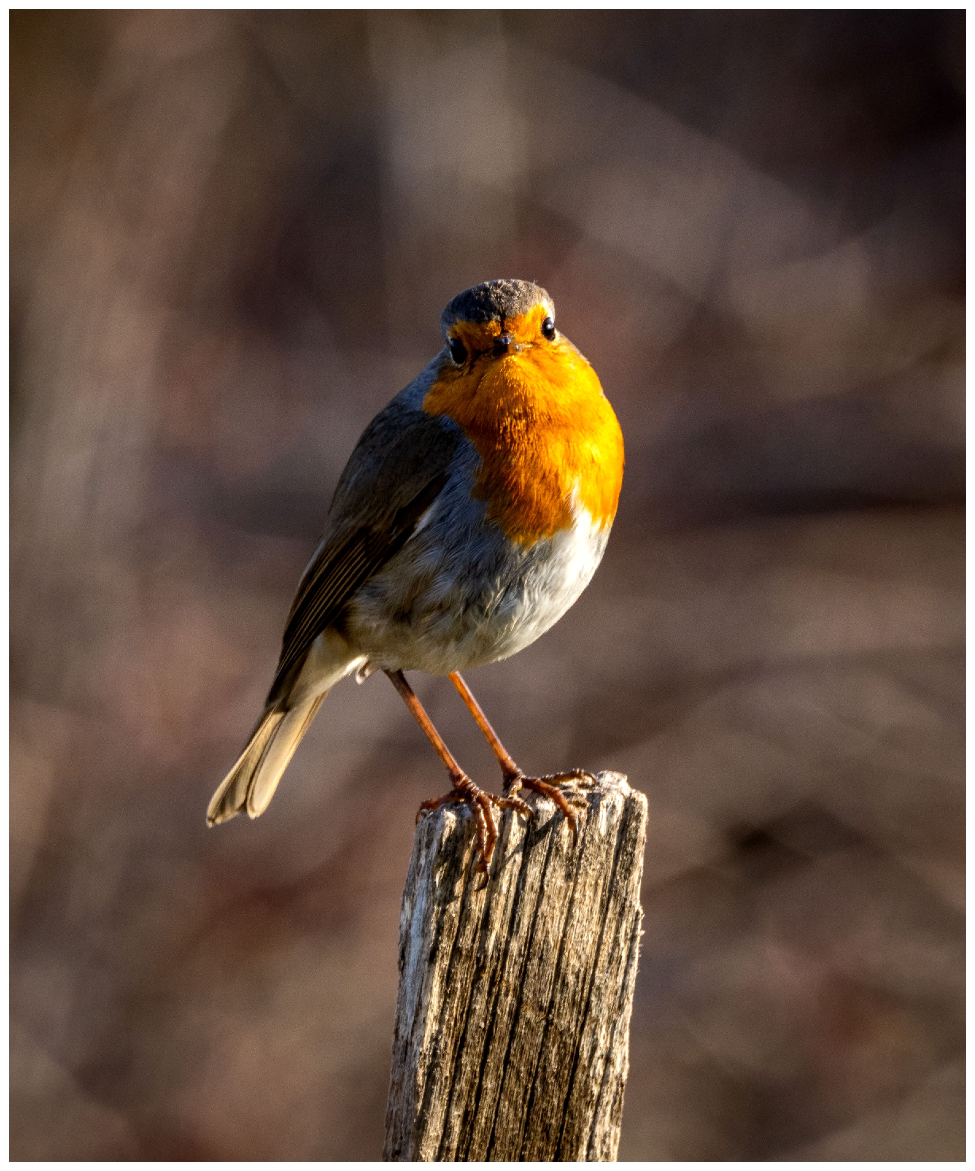 Vivid image of a European robin perched on a wooden pole in natural habitat.