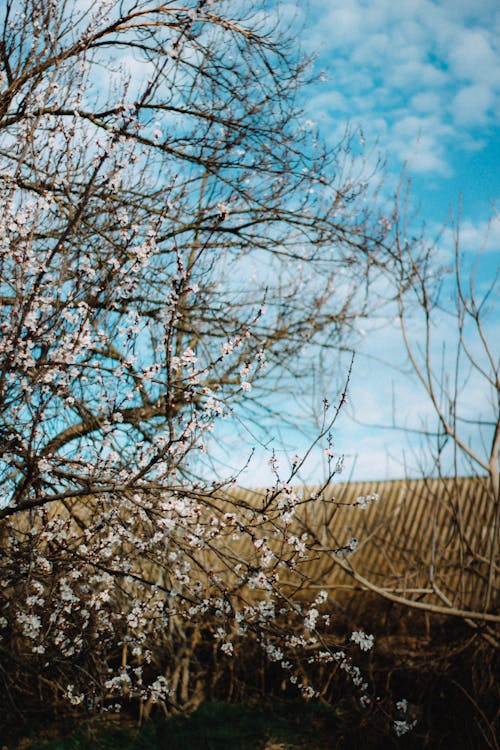 Kostnadsfri bild av blommor, fjäder, lantlig