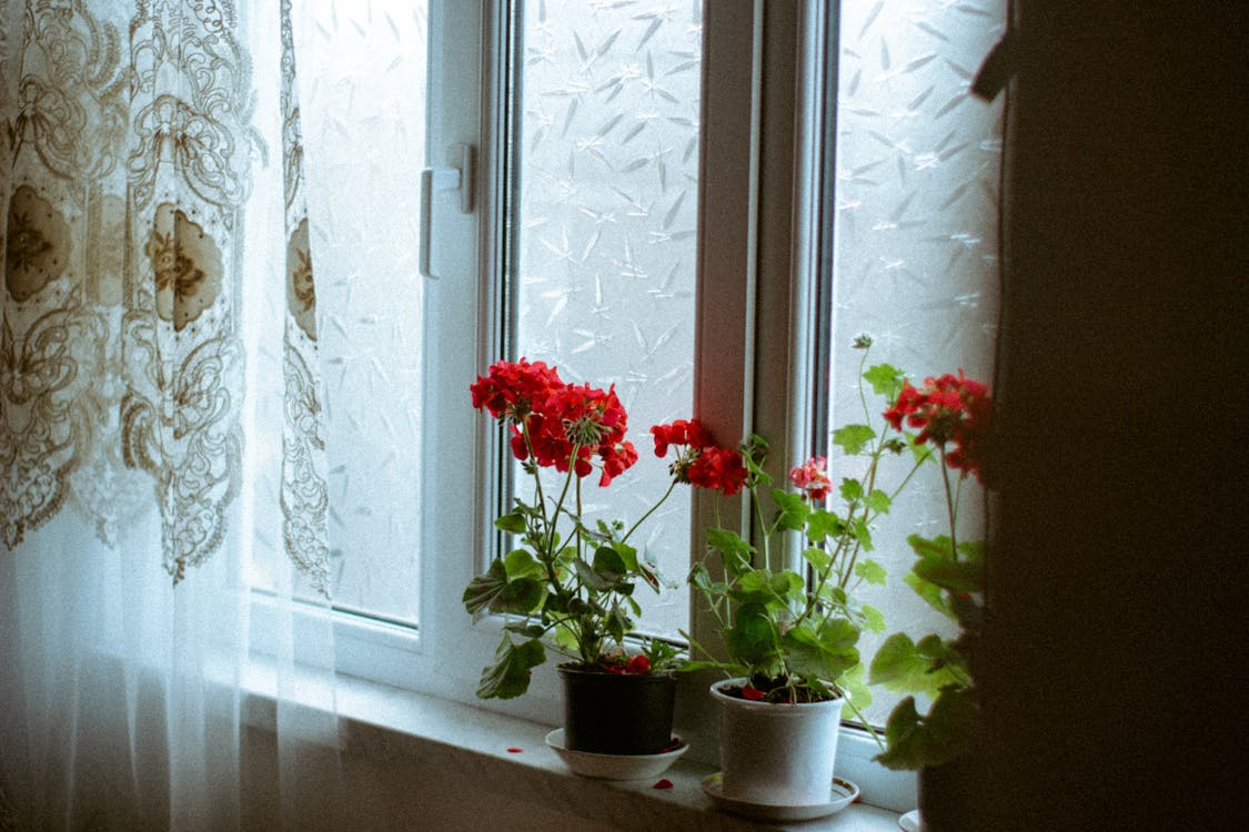 A window with red flowers in it and a curtain