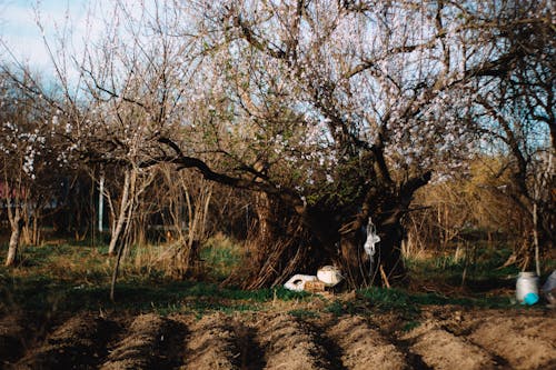 Foto d'estoc gratuïta de arbres, camp, flors