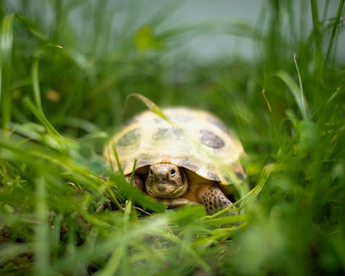 Tortoise in the Grass