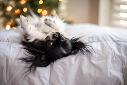 A small dog laying on a bed with a christmas tree in the background