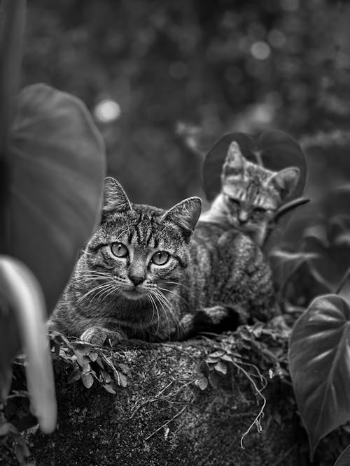 Fotobanka s bezplatnými fotkami na tému čierny a biely, domáce zvieratá, klamanie