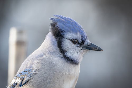 baş, blue jay, cyanocitta cristata içeren Ücretsiz stok fotoğraf