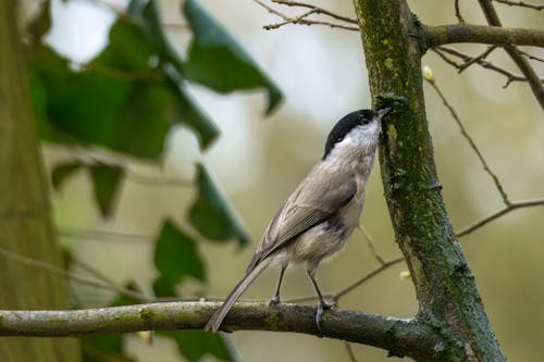 Marsh Tit Pecking at Wet Moss on a Branch