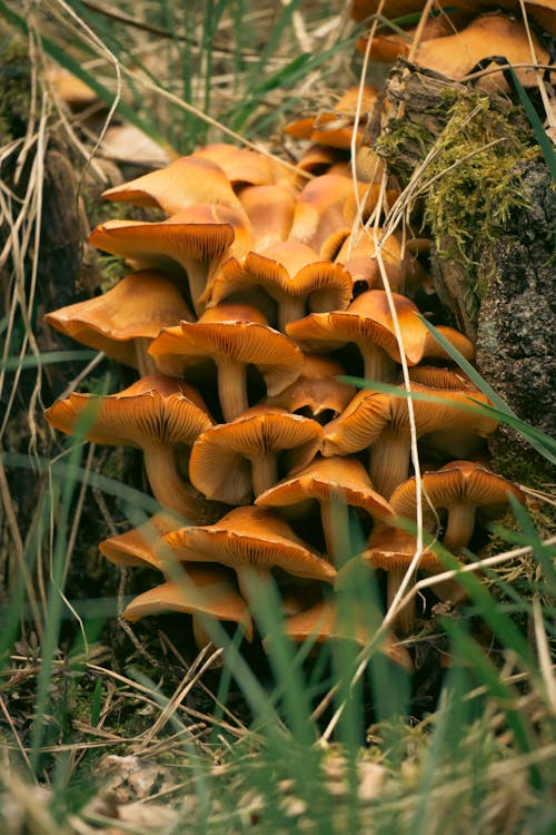 A group of mushrooms growing on a tree stump
