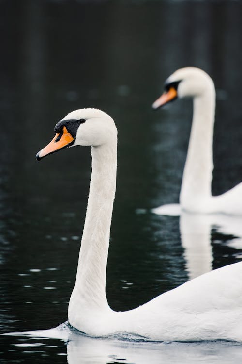 Two swans swimming in a lake with black water