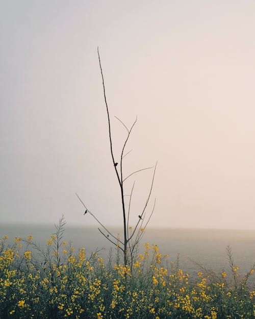 Gratis lagerfoto af fugle, gule blomster, tåget morgen