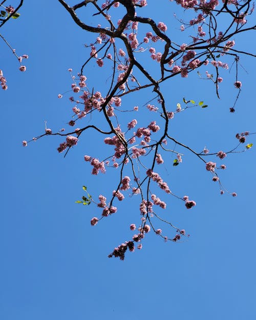 Gratis lagerfoto af lyserød blomst