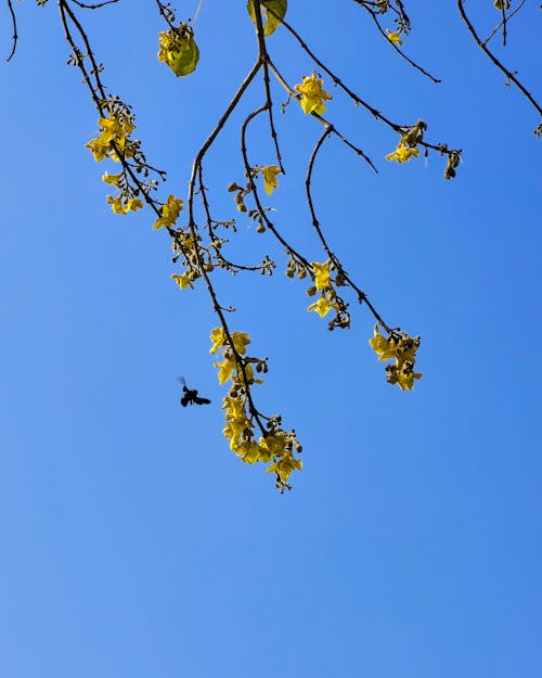 Gratis lagerfoto af gul blomst