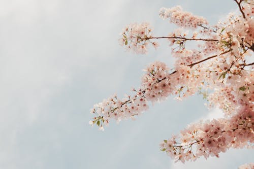 คลังภาพถ่ายฟรี ของ กำลังบาน, ดอกไม้สีชมพู, ท้องฟ้าสีคราม