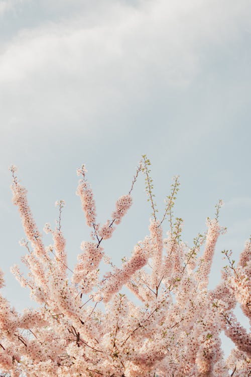 A pink cherry blossom tree in the sky