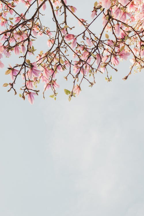 ピンクの花, モクレン, 咲くの無料の写真素材